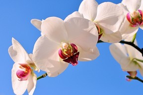 华体会官网-当牙买加短跑军团踏平亚特兰大，奥纳纳跨界接管NBA总决赛的震撼夜晚