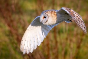 华体会登录-锋利的稳定与正面的洪流，阿圭罗的精密与雷恩的冲击
