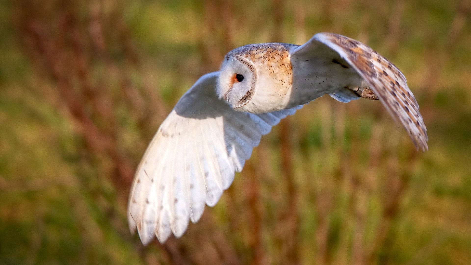华体会app-暗战巴黎，当莱万在雨夜爆发，澳大利亚在巅峰对决中胜出的隐喻  第1张